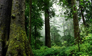 C'est le printemps, la verdure reprend ses droits. On attend vos plus belles photos de sous-bois.