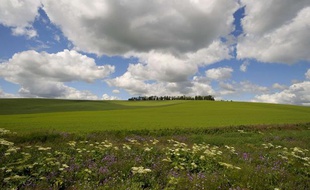 Des cumulus.
