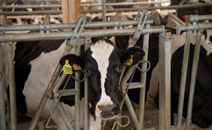 Vaches (illustration)