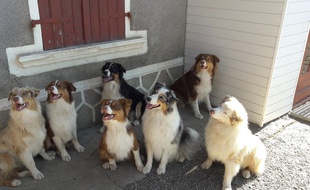 Les bergers australiens de l'association des chiens du silence qui aide les personnes sourdes.