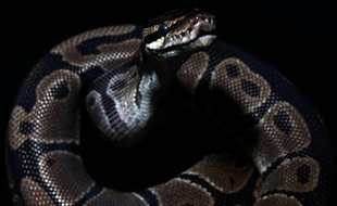 Illustration d'un python royal, ici en Indonésie.