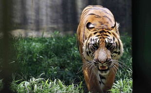 Un tigre de Sumatra dans un zoo indonésien.