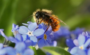 Le déclin des pollinisateurs comme les abeilles menace une partie de la production agricole mondiale