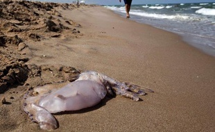 Une méduse sur la plage d'El Perellonet, au sud de Valence, en Espagne, le 11 août 2010.