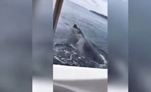 Une Américaine encerclée par des baleines appelle la police.