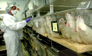 Des rats dans un laboratoire aux Etats-Unis.