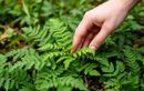 Dernière chance en juillet : l’astuce des pros pour réussir une zone d’ombre fraîche et agréable au jardin sans se tromper sur les plantes ou l’emplacement