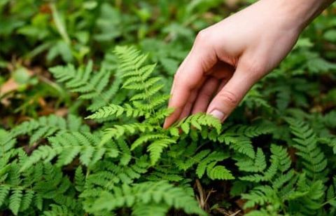 Dernière chance en juillet : l’astuce des pros pour réussir une zone d’ombre fraîche et agréable au jardin sans se tromper sur les plantes ou l’emplacement