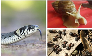 Serpents, fourmis et escargots, les nouveaux meilleurs amis de l'épiderme?
