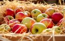 Ne laissez plus vos pommes ramollir tout l’hiver : la méthode ultra fiable des anciens maraîchers pour les garder croquantes jusqu’au printemps