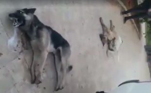 Au Liban, des chiens ont été empoisonnés par des employés municipaux