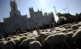Comme au Moyen Age, des troupeaux de moutons ont envahi dimanche le centre de Madrid pour la fête annuelle de la transhumance, en souvenir d'une tradition presque disparue, autorisant depuis le 15e siècle le bétail à traverser la ville