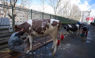 Vaches toilettées avant le Salon de l'agriculture 2017. (Illustration)