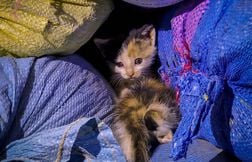 Trois chatons vivants retrouvés dans un sac-poubelle au fond d’un conteneur