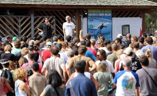 Environ 300 surfeurs se sont rassemblés dimanche à la Réunion pour apporter leur soutien à leur camarade grièvement blessé par un requin il y a une semaine et réclamer une protection contre "le danger qui vient du large", afin que "le carnage cesse".