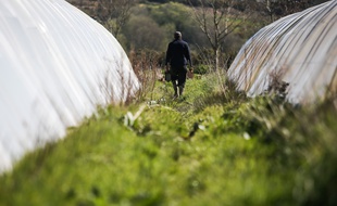 Des salariés d'une exploitation maraîchère dans le Morbihan. Photo illustration.