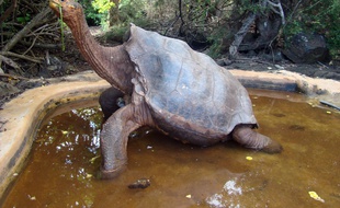 Diego, la tortue qui sauva son espèce peut enfin prendre sa retraite