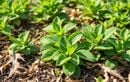 Vos massifs souffrent en août ? Allégez-les sans arrosage pour sauver vos plantes cet été