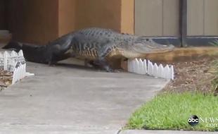 Le reptile a été capturé sans difficulté.