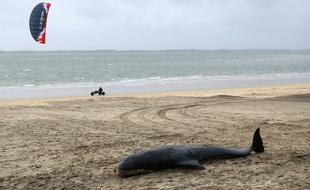 Un dauphin pilote retrouvé sur une plage d'Arcachon (illustration).