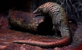 Biggie, le pangolin du Brookfield Zoo à Chicago. (Illustration)