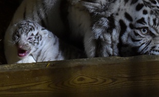 Un des trois tigres nés au zoo d'Amnéville en février 2018.