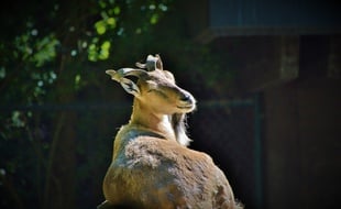Le markhor est l'emblème du Pakistan (photo d'illustration).