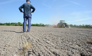 Un agriculteur constate la sécheresse de ses champs, à Treffieux (Loire-Atlantique).