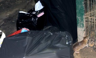 Les habitants d'un immeuble de Saint-Denis ont de nouveaux voisins depuis cet été: des dizaines de rats ont élu domicile au pied de leur tour de 14 étages. Ils les observent avec dégoût, les fuient en courant, et attendent désespérément leur éradication.