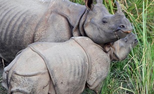 Des rhinocéros à une corne, dans un parc au Népal (illustration).