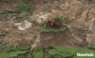 Des vaches miraculées dans un champs effondré après le séisme en Nouvelle-Zélande