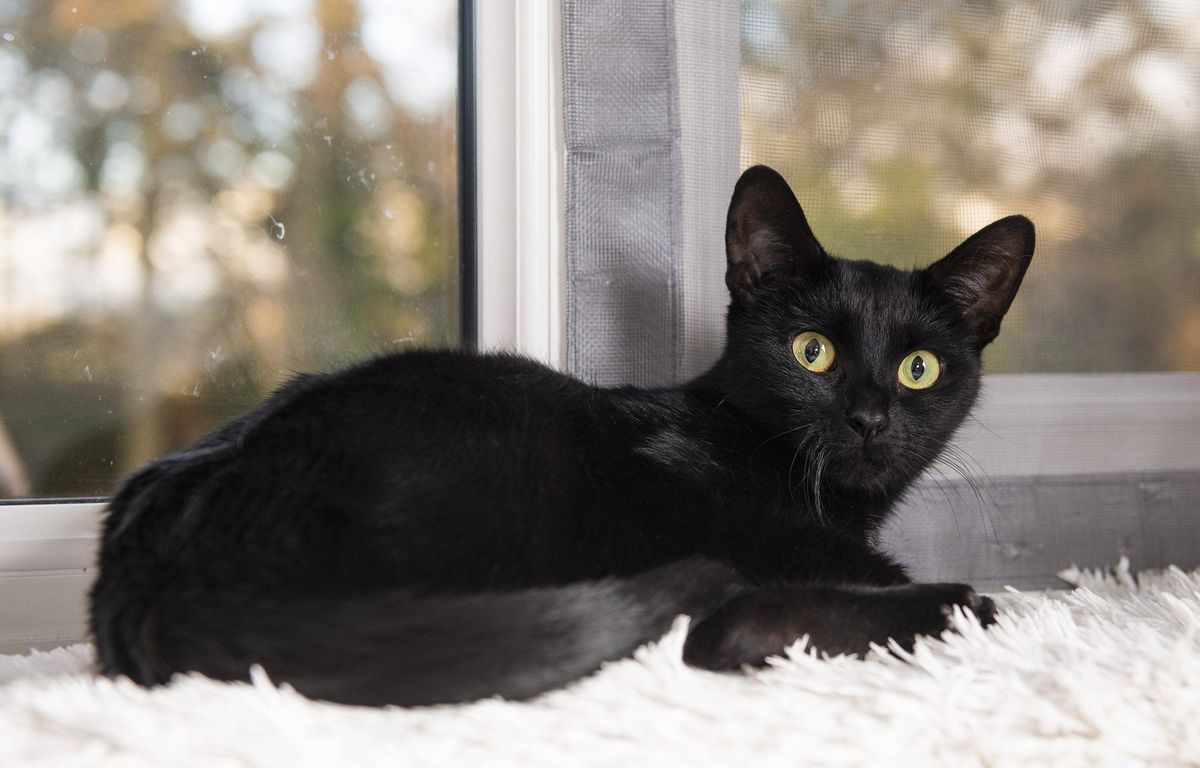 Espagne : Pourquoi cette ville interdit l’adoption de chatons noirs avant Halloween