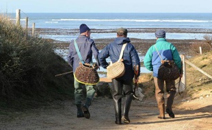 Des hommes vont pêcher des coquillages sur l'île d'Oléron le 18 novembre 2015