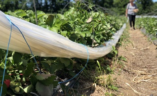 Une femme cueille des fraises sur le site de cueillette de Thorigné-Fouillard, près de Rennes.
