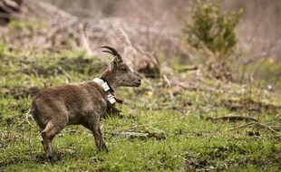 Le bouquetin signe son grand retour dans les Pyrénées françaises.