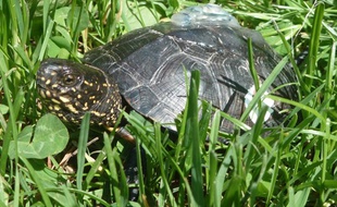 Une tortue cistude d'Europe avec sur sa carapace un enregistreur de comportement.