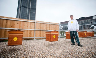 Philippe Prat, apiculteur, et les ruches installées sur la tour Montparnasse le 22 mai 2012.