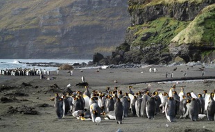 Des manchots dans l'Antarctique, en août 2012