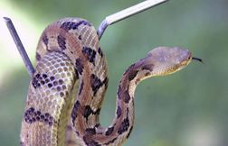 Un randonneur meurt après s’être fait mordre par un serpent venimeux
