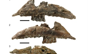 Les ossements du « Galleonosaurus dorisae » retrouvé en Australie.