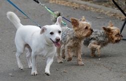 De la poudre blanche non identifiée découverte dans un parc canin de Paris