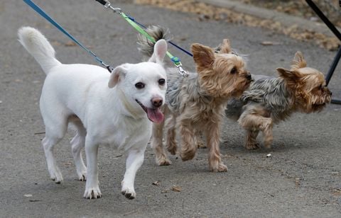 Cette ville des Hauts-de-Seine interdit de promener plus de quatre chiens à la fois