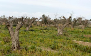 Des oliviers infectés par la bactérie "Xylella Fastidiosa" le 11 février 2016 à Gallipoli, près de Lecce dans les Pouilles en Italie