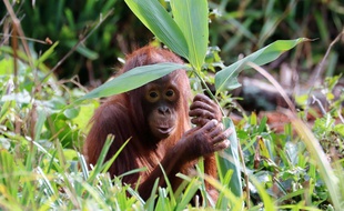 Un orang-outan dans un zoo britannique.