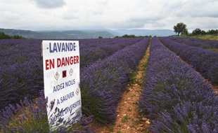 Les producteurs de lavande alertent sur les menaces qui pèsent eux, le 28 juillet 2014 dans un champ sur le plateau d'Albion, près de Sault, dans le Vaucluse