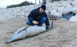 Un correspondant de France Nature Environnement, sur l'île de Ré.