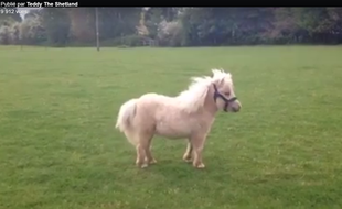 Screenshot Teddy le Shetland dans son centre équestre en Grande-Bretagne