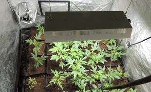 La culture du cannabis dans l'appartement.