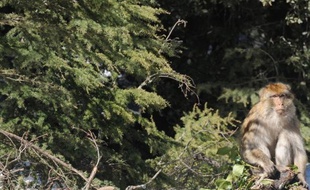 Le Maroc perd environ 30.000 hectares de forêts chaque année à cause de l'extension des projets immobiliers et de la faiblesse des programmes de reboisement, selon l'Association marocaines des droits humains (AMDH).