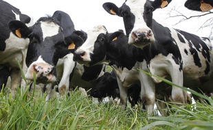 Dans la région de Nantes, les vaches n'ont eu que peu souvent l'occasion de pâturer.